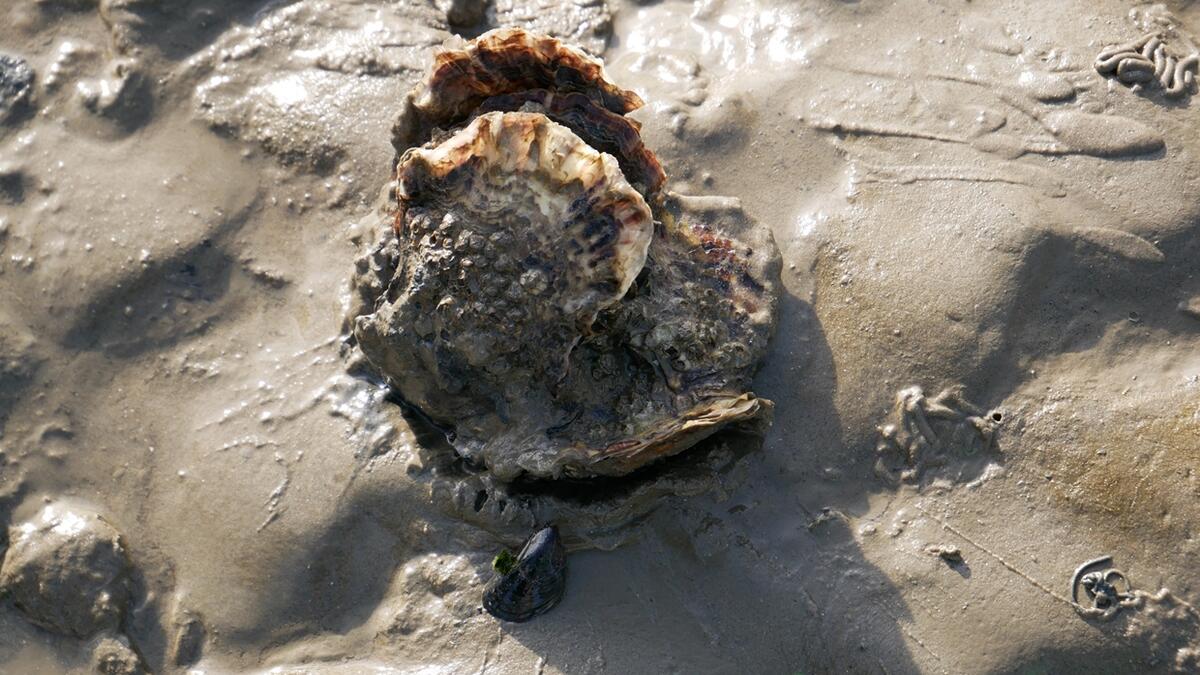 Beds of blue mussels and Pacific oysters Wadden Sea Quality Status Report